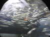 20200807090315-DSCN3593.JPG
