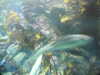 20200807090612-DSCN3600.JPG
