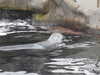 20200807091547-DSCN3614.JPG