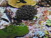 20200807092249-DSCN3640.JPG