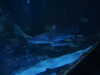 20200807093058-DSCN3674.JPG