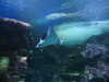 20200807093827-DSCN3712.JPG