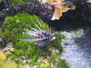 20200807094200-DSCN3731.JPG
