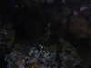 20200807094246-DSCN3736.JPG