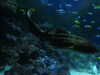 20200807094526-DSCN3747.JPG