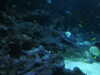 20200807094622-DSCN3751.JPG