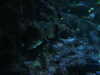 20200807094632-DSCN3753.JPG