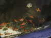 20200807095121-DSCN3787.JPG