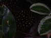20200807095330-DSCN3794.JPG