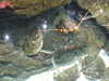 20200807095429-DSCF5178.JPG