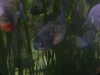 20200807095434-DSCN3802.JPG