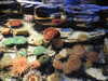 20200807102540-DSCN3875.JPG