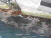 20200807104958-DSCN3920.JPG
