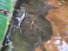20200807105351-DSCF5213.JPG