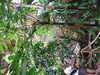 20200807105435-DSCF5215.JPG