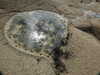 20200807150457-DSCN3976.JPG