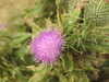 20200807151850-DSCN3992.JPG