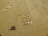 20200811124637-DSCN4109.JPG