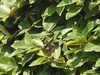 20200811125306-DSCN4113.JPG