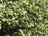 20200811125405-DSCN4118.JPG