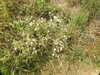 20200811130615-DSCN4131.JPG