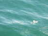 20200815092434-DSCN4203.JPG