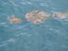 20200815155210-DSCN4305.JPG
