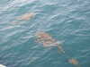 20200815155219-DSCN4306.JPG