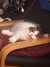 2020-08-22:Cats on armchairs
