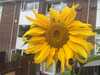 2020-08-23:Sunflower and potato harvest
