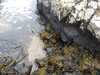 20200901162427-DSCN4475.JPG