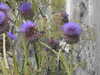 20200901164126-DSCN4516.JPG