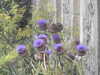 20200901164130-DSCN4517.JPG
