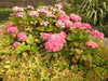 20200901165704-DSCN4537.JPG