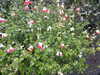 20200901165713-DSCN4538.JPG