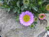 20200901165725-DSCN4539.JPG