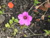 20200901165756-DSCN4542.JPG