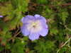 20200901165810-DSCN4543.JPG