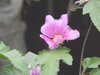 20200901165814-DSCN4544.JPG