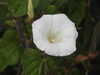 20200901170417-DSCN4553.JPG