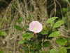 20200901170520-DSCN4557.JPG