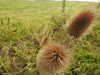 20200901170631-DSCN4558.JPG