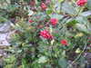 20200901170955-DSCN4566.JPG