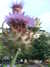 20200903150648-DSCF5307.JPG