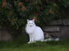 20200905200440-DSCN4766.JPG
