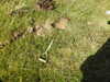 20200906155445-DSCN4870.JPG