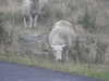 20200907143519-DSCN5004.JPG