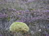 20200907175538-DSCN5014.JPG
