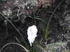 20200907180351-DSCN5019.JPG