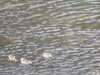 20200908160106-DSCN5175.JPG